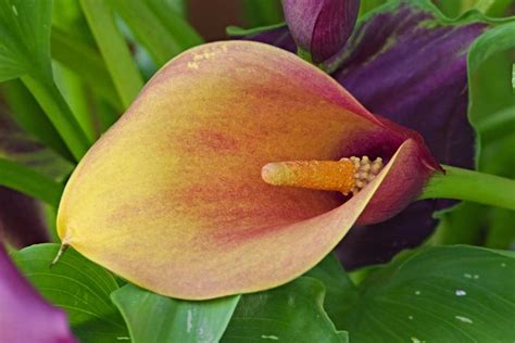 Care And Cultivation Of Calla Lilies A Comprehensive Guide For Success