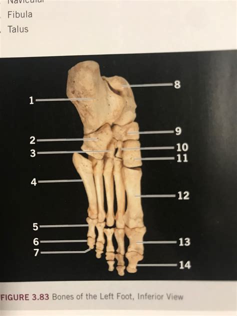 Bones Of The Left Foot Inferior View Diagram Quizlet