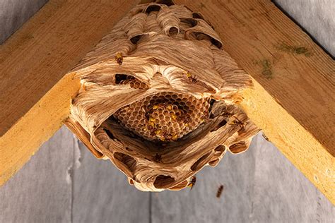 Bee Wasp And Hornet Nest Removal