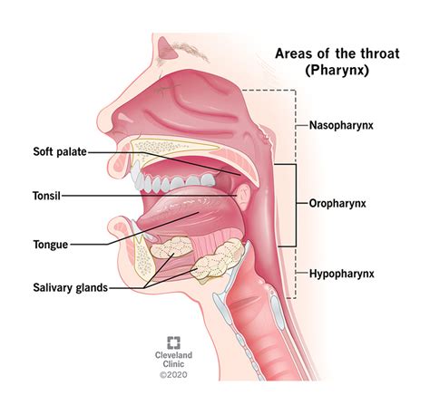 Oropharyngeal Cancer: Symptoms, Stages & Prognosis