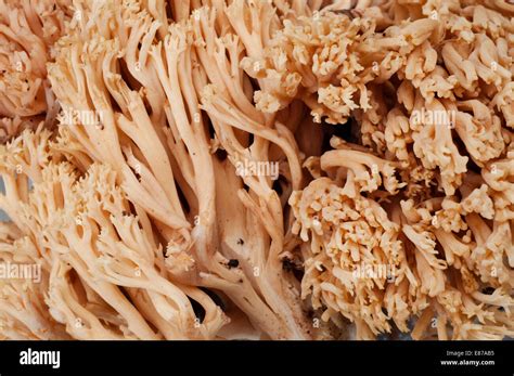 Italy Coral Fungus Ramaria Formosa Stock Photo Alamy