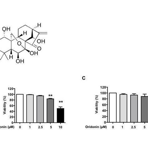 The Cytotoxic Effect Of Oridonin On Human Lung Cancer Cells And