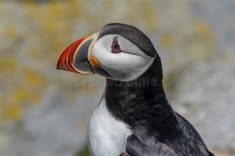 Atlantic Puffin On Machias Seal Island Stock Photo Image Of Colorful