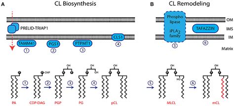 Frontiers Role Of Cardiolipin In Mitochondrial Signaling Pathways