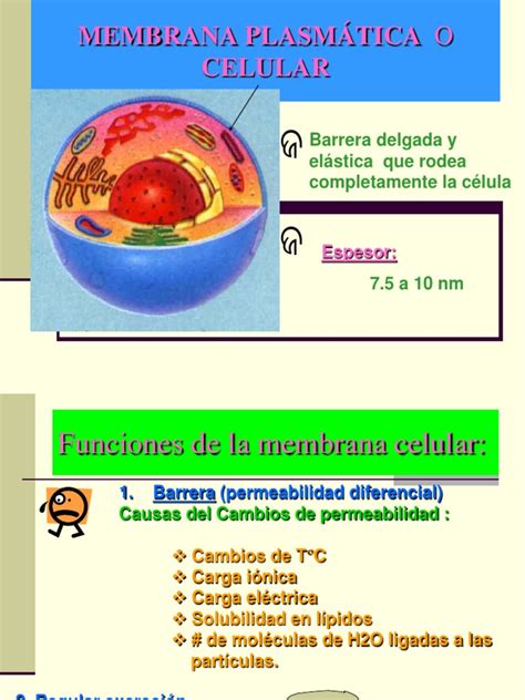 Pdf Clase Membrana Plasm Tica O Celular Dokumen Tips