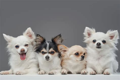 Pomchi breeder - DogWeb.com