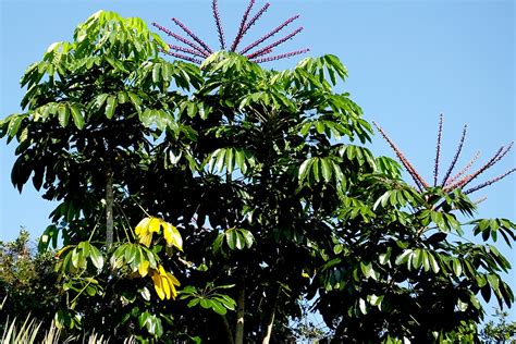 How To Grow And Care For Umbrella Tree Lalma