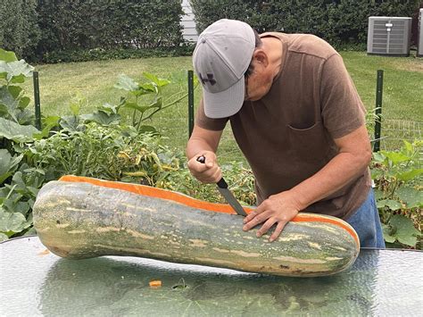 My neighbor grows some massive winter squash. : r/gardening