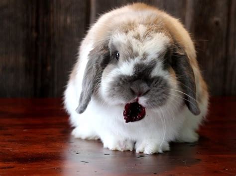 Meet 6 Lop Eared Rabbit Breeds - The Most Popular Furry Pet