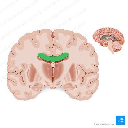 Corpus callosum: Anatomy, function and clinical aspects | Kenhub