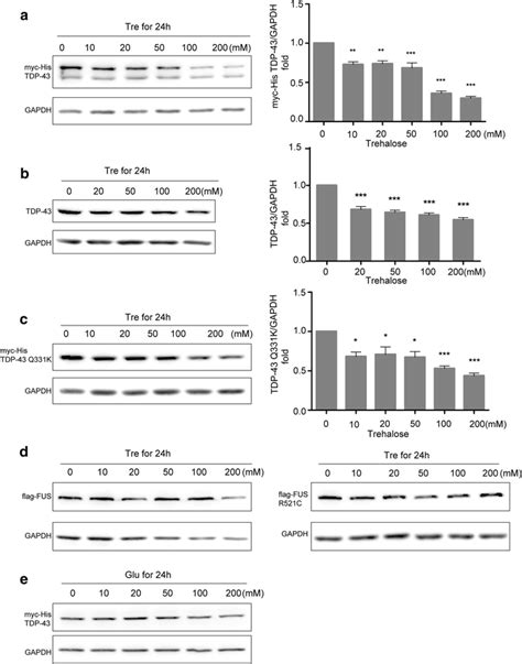 Effects Of Trehalose On Tdp Accumulation A Sh Sy Y Cells