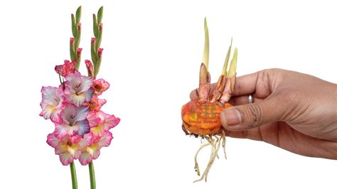 Corm Of Gladiolus