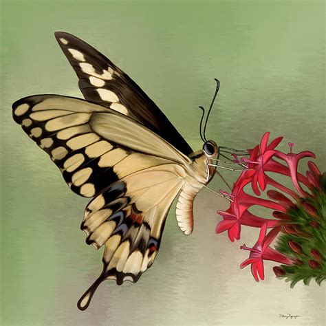 Giant Swallowtail Butterfly Digital Art by Thanh Thuy Nguyen