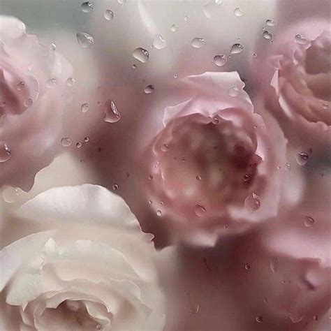 Pin By Green Grain On Flowers Through Misty Glass Flower Phone Wallpaper Soft Pink Theme