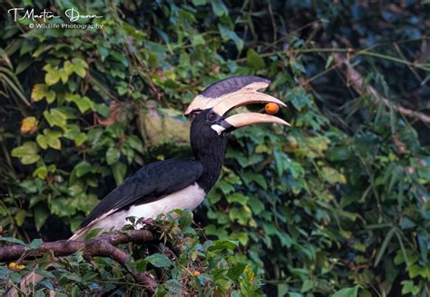 Birding in Goa - Wildlife Photography India