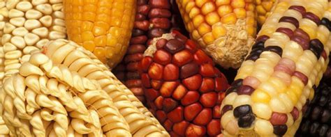 Maize Varieties – National Agricultural Advisory Services