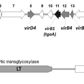 Comparative Genomic Analysis Of B Bifidum Mimbb With Other Complete