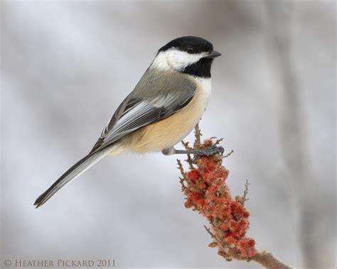 Black Capped Chickadee Winter Birds Of Alberta INaturalist Canada