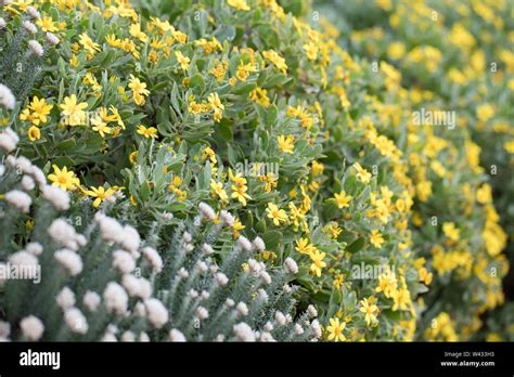 Agulhas National Park protects fynbos habitat and offers hiking trails ...