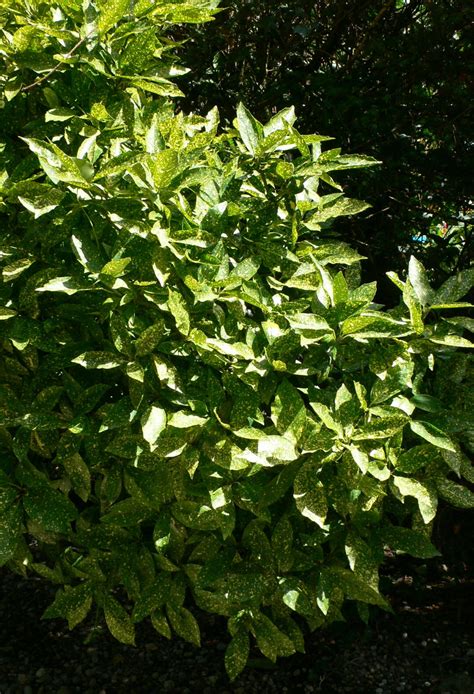 Leçon de jardin Vie Quotidienne et Loisir Une haie en couleur