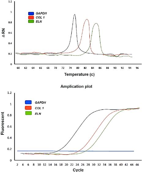 Real Time Pcr Assay Of Collagen 1 Elastin And Gapdh Gene Expression In Download Scientific