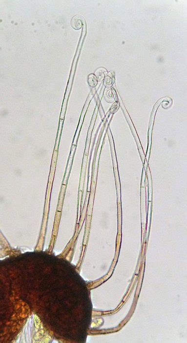 Erysiphe Necator Plant Parasites Of Europe