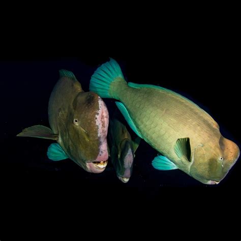 Parrotfish: The Colorful Artists of the Great Barrier Reef