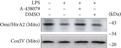 A 438079 Treatment Decreased LPS Induced Transposition Of Omi HtrA2