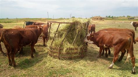 Кормушки для коров под сено своими руками