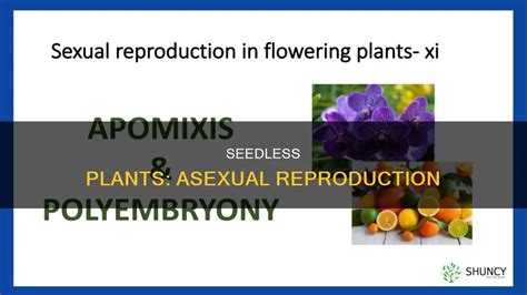 Seedless Plants Asexual Reproduction Shuncy