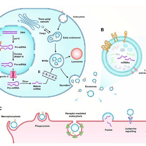 A Biogenesis Of Exosomes B Composition Of Exosomes C Download Scientific Diagram