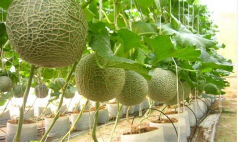 Muskmelon In Anantapur Latest Price And Mandi Rates From Dealers In