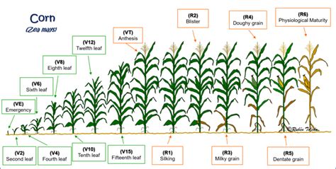 (PDF) Corn development stages