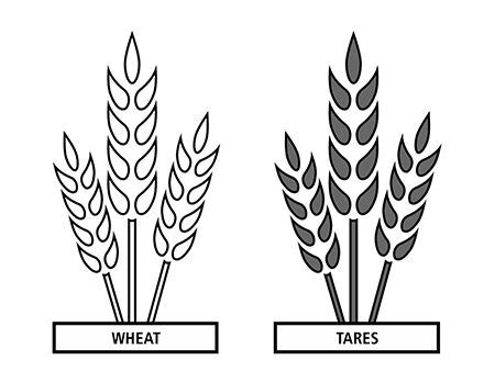 wheat and tares clipart 10 free Cliparts | Download images on Clipground 2024