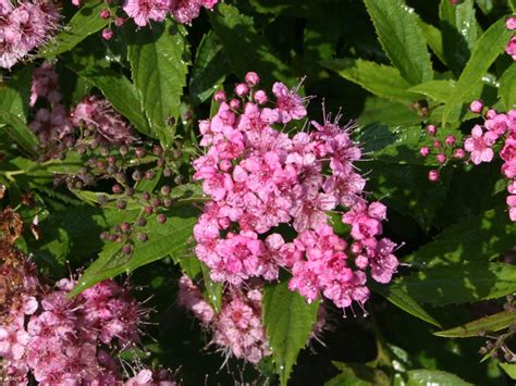 Zwergspiere Shirobana Spiraea Japonica Shirobana Baumschule