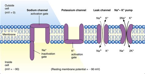 Cardiac Electrophysiology Clinical Gate