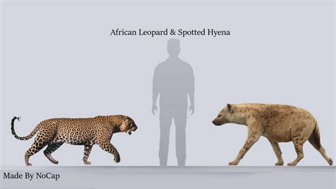 My selfmade size comparisons - Page 26 - Carnivora