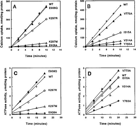 Examples of ATP-dependent Ca 2 uptake and ATPase activity by microsomal ...