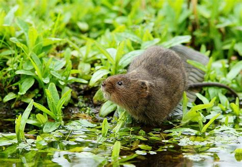 Uk Biodiversity Loss Nearly At At Risk Of Ecological Meltdown