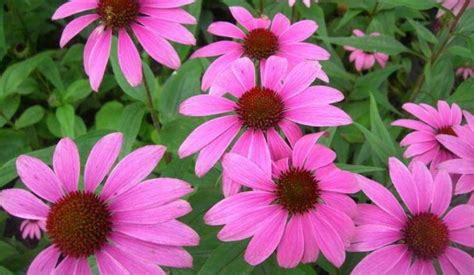 Echinacea proprietà benefici uso rimedi naturali e controindicazioni