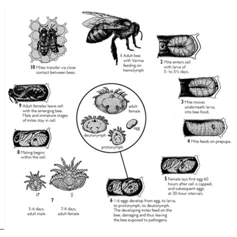 Varroa Mite – GAA