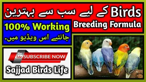 Best Breeding Formula For All Birds Ever Birds K Liya Bhatareen