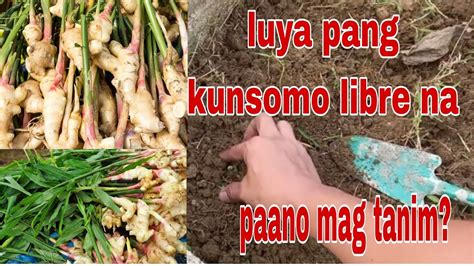 Luya Plant