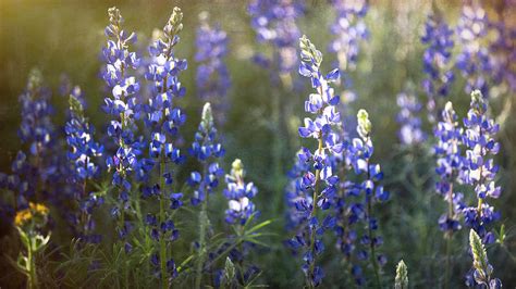 Fields Of Blue Photograph by Saija Lehtonen - Pixels