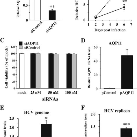 Model Of Mir B Mediated Promotion Of Hcv Replication Via