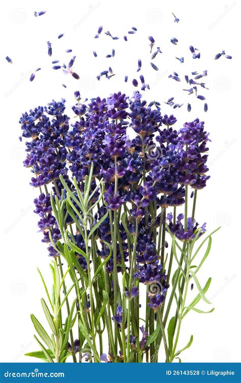 Fresh Lavender Flowers Isolated On White Stock Photo Image Of Aroma