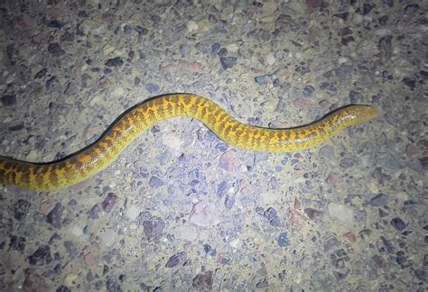 arabian sand boa eating 9