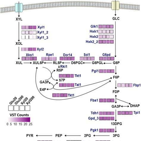 Expression Profiles Of Genes Encoding Putative Transporters And Enzymes