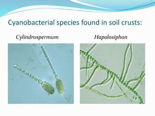 Soil Cyanobacteria Ppt