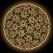 Human Papilloma Virus Capsid Photograph By Laguna Design Science